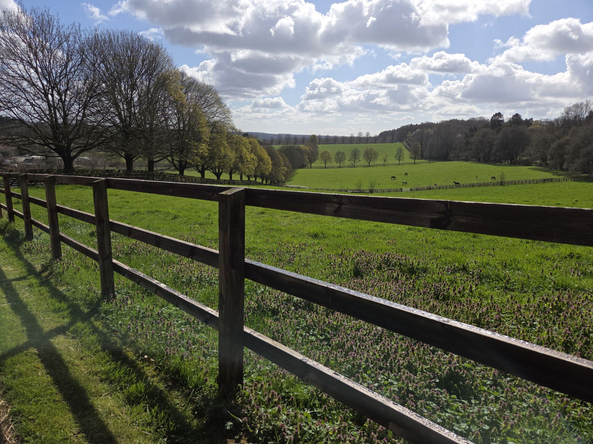 Fenced pasture with long line of trees